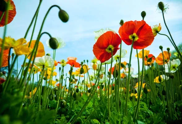 Forester Landscaping