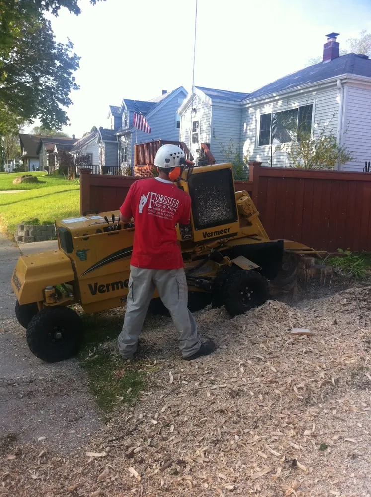 Affordable yard maintenance in Milwaukee, WI by Forester Tree Service