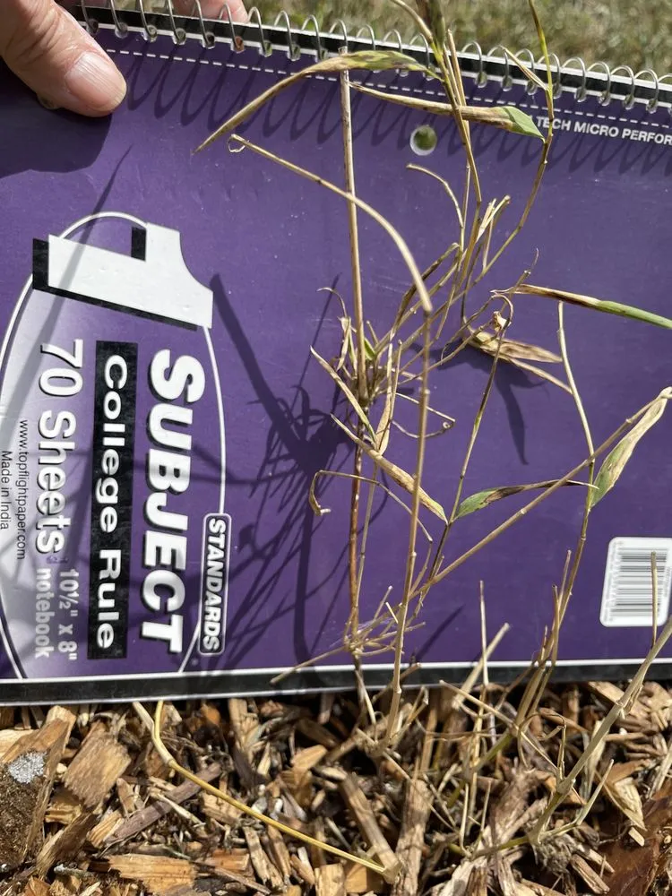 Local landscape installation in Williams, OR by Forestfarm at Pacifica