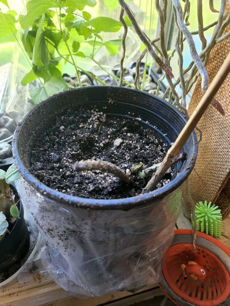 Trusted landscape design in Williams, OR by Forestfarm at Pacifica