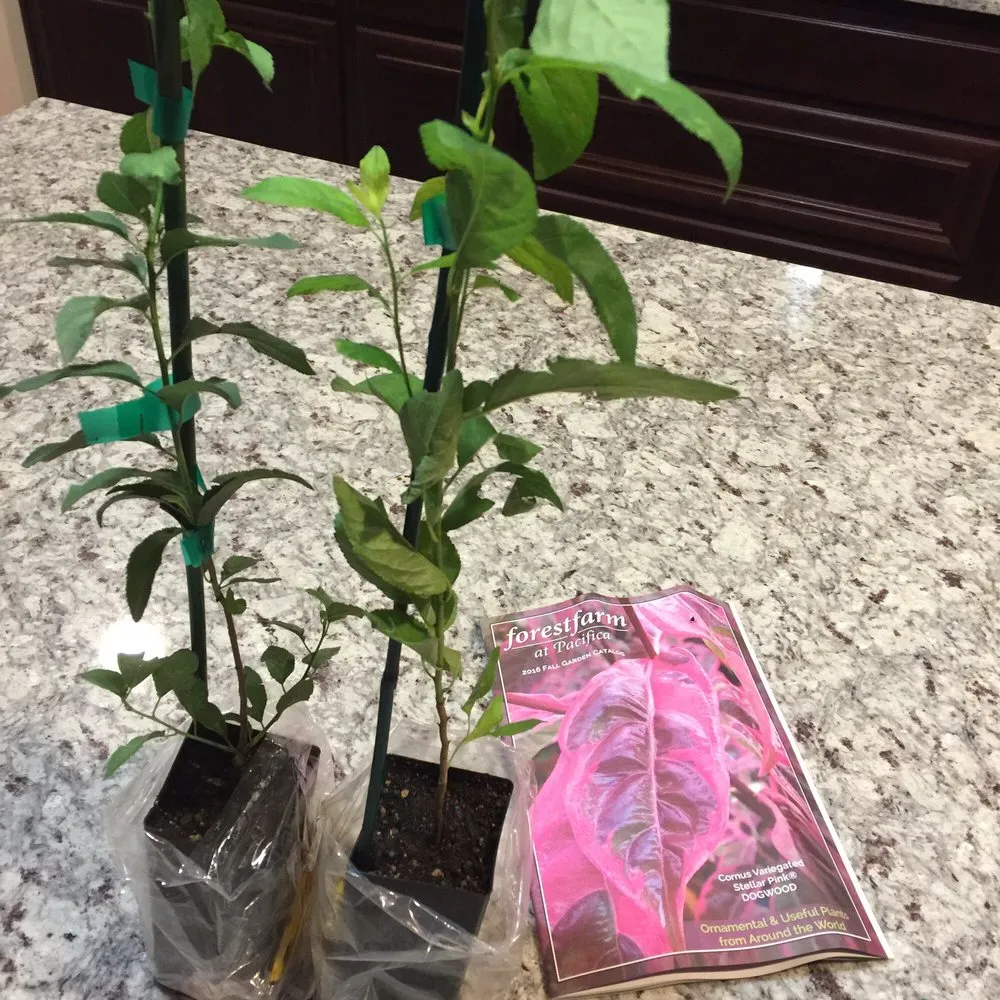 Expert landscape design for residential properties across Williams, OR - Forestfarm at Pacifica