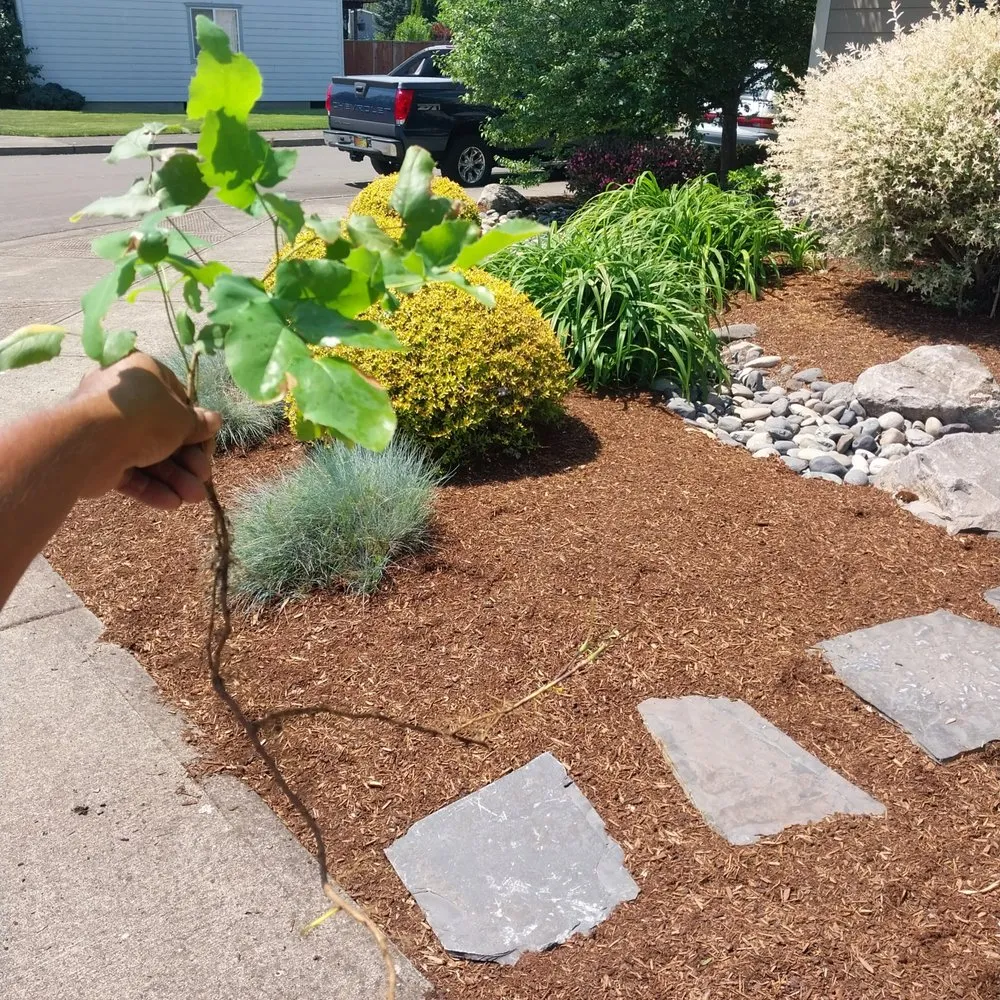 Affordable yard cleanup service experts serving Vancouver, WA - Forever All Natural Landscaping