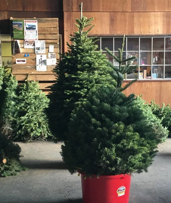 Local garden landscaping for homes across Philadelphia, PA - Forever Colors