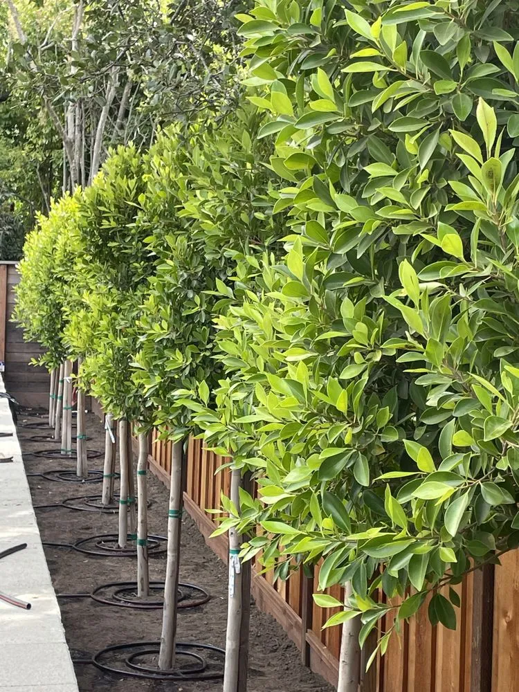 Professional lawn mowing service near you in Burlingame, CA by ForEver Construction