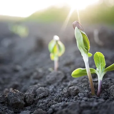 Forever Curbing & Landscaping Services Logo