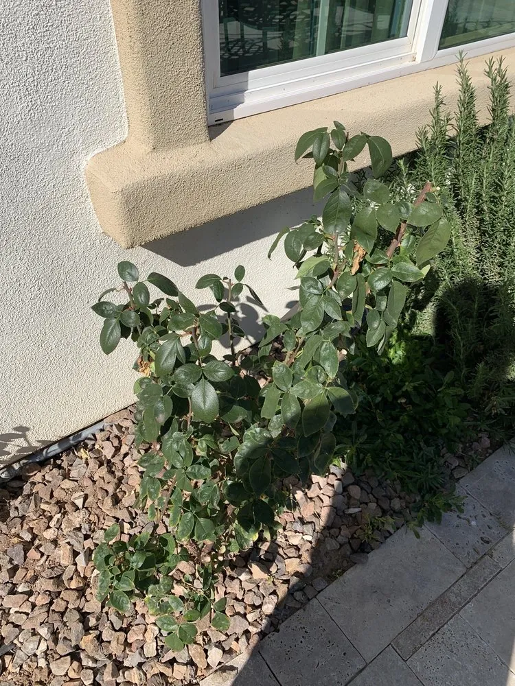 Custom outdoor landscaping experts serving Chandler, AZ - Forever Green