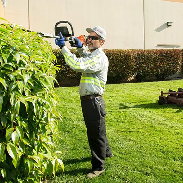 Professional outdoor landscaping in Chandler, AZ by Forever Green