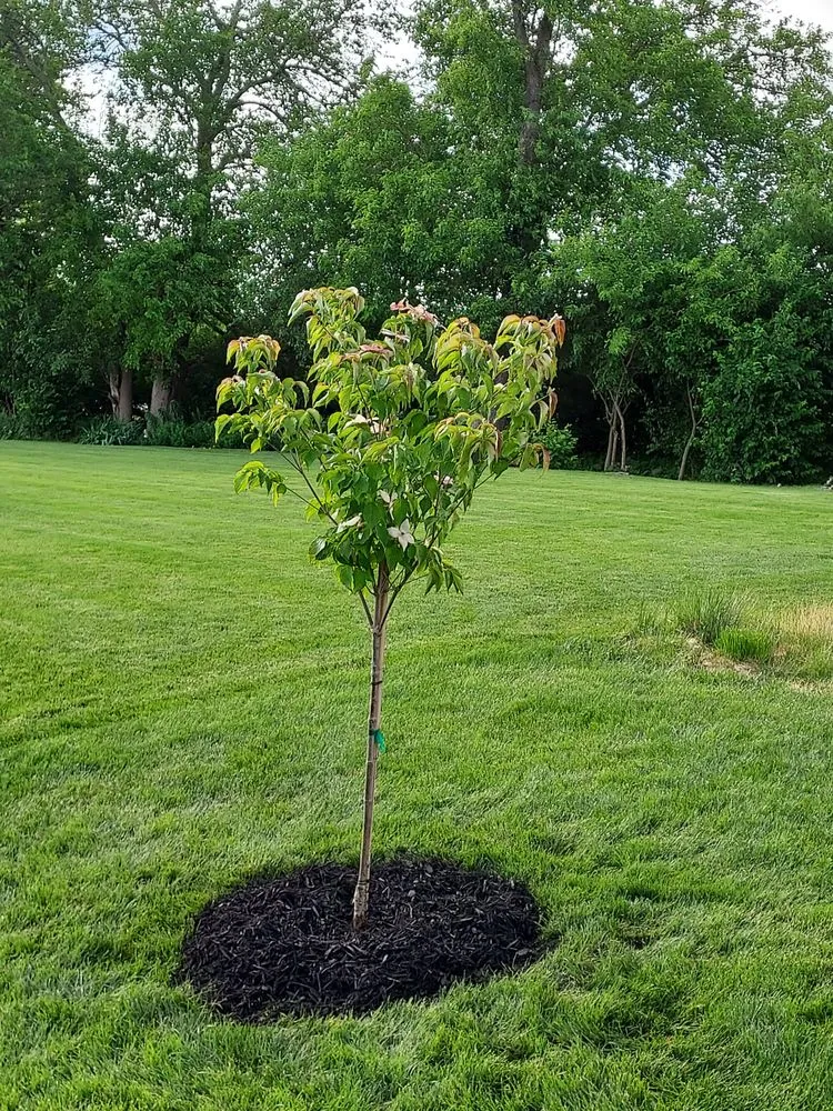 Expert landscape installation in Coralville, IA - Forever Green