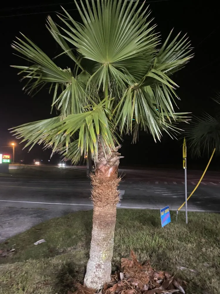 Expert outdoor landscaping experts serving DeLand, FL - Forever Green