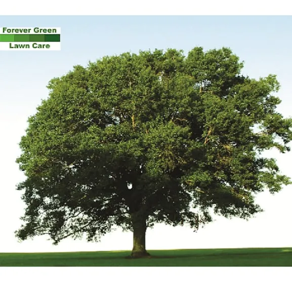 Custom lawn mowing service for year-round maintenance across New Castle, VA - Forever Green Lawn Care