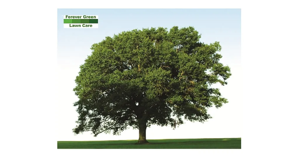 Professional residential landscaping in New Castle, VA by Forever Green Lawn Care