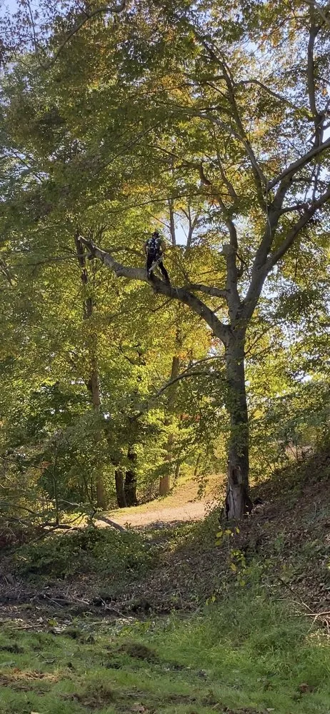 Affordable garden landscaping for homes across Baltimore, OH - Forever Green Tree Service