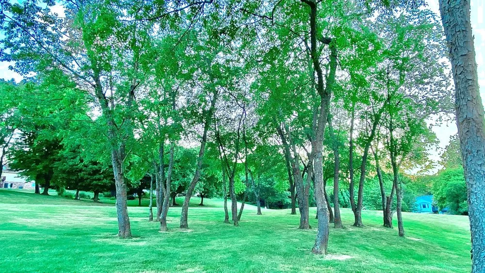 Custom yard cleanup service for residential properties across Baltimore, OH - Forever Green Tree Service