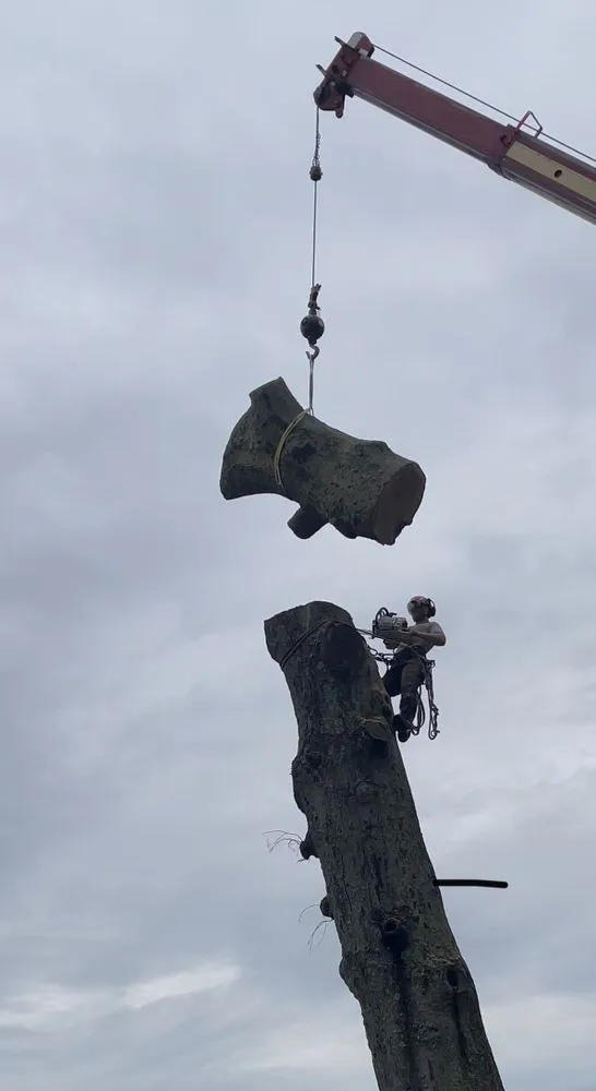 Reliable residential landscaping in Baltimore, OH by Forever Green Tree Service