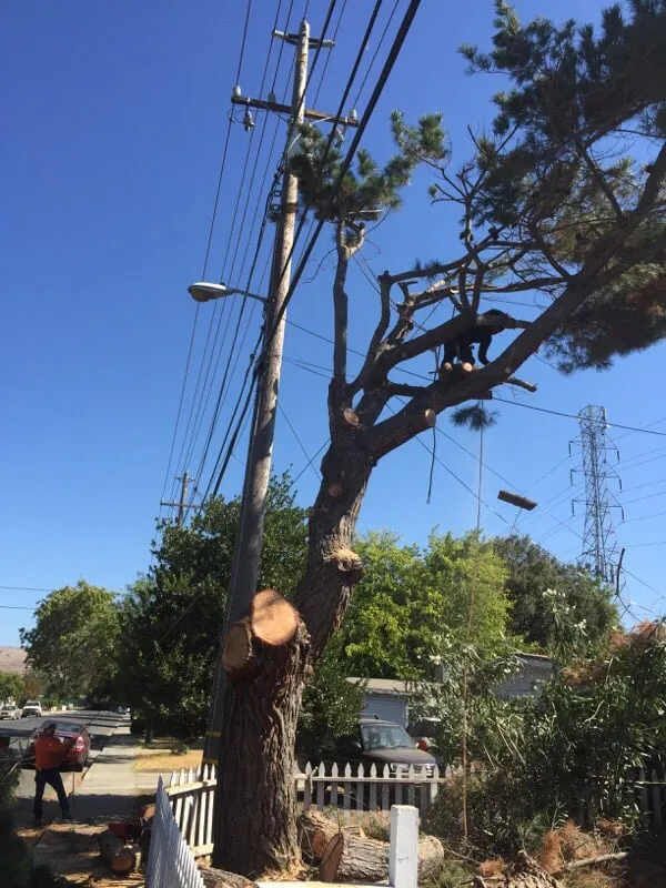 Custom landscape installation near you across Newark, CA - Forever Green Tree Service