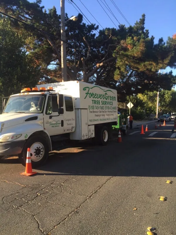 Trusted garden landscaping for beautiful yards in Newark, CA by Forever Green Tree Service