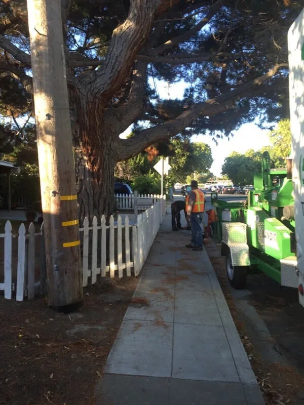 Reliable lawn mowing service in Newark, CA - Forever Green Tree Service