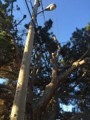 Forever Green Tree Service Logo