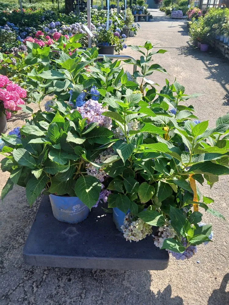 Local outdoor landscaping experts serving Teaticket, MA - Forever Landscaping & Masonry