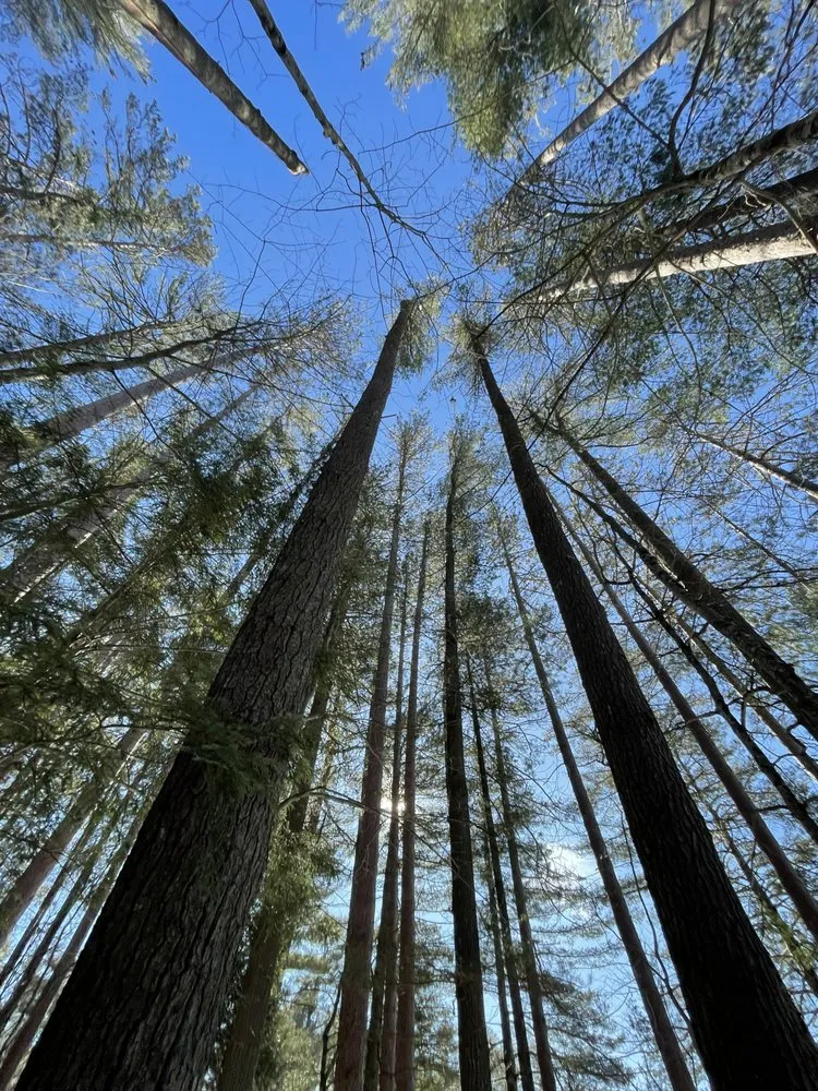 Top-rated lawn care service experts serving Tupper Lake, NY - Forever Wild Arborist