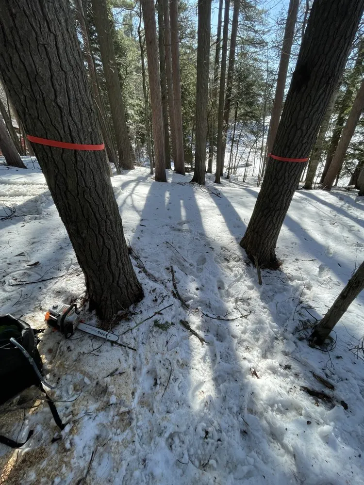 Professional lawn care service experts serving Tupper Lake, NY - Forever Wild Arborist