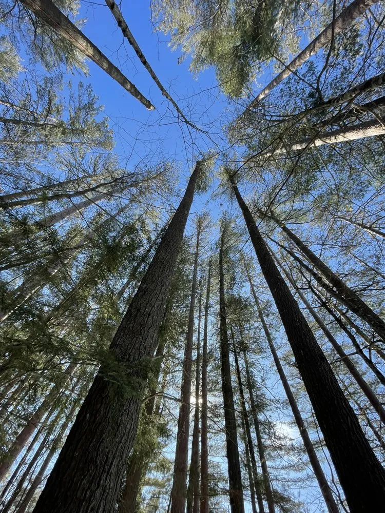 Local outdoor landscaping in Tupper Lake, NY - Forever Wild Arborist