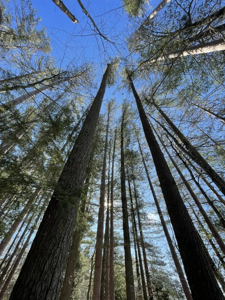 Top-rated landscaping services in Tupper Lake, NY - Forever Wild Arborist