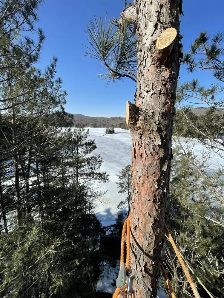 Professional garden landscaping for homes across Tupper Lake, NY - Forever Wild Arborist