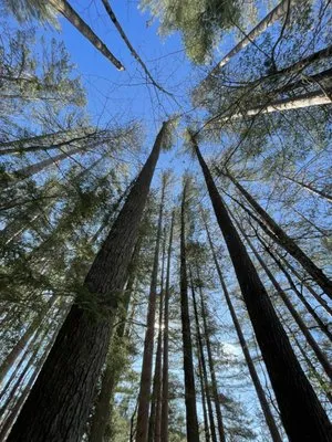 Forever Wild Arborist