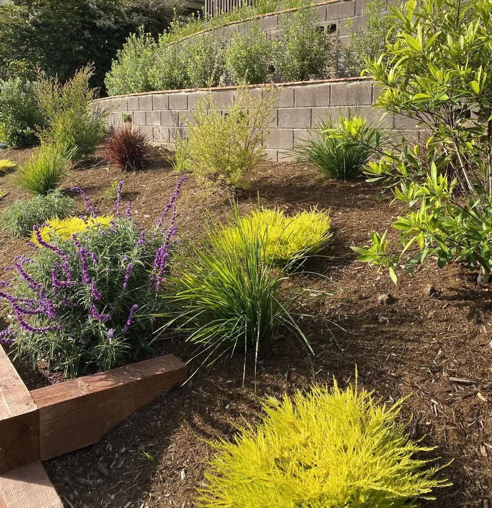 Trusted lawn care service experts serving San Francisco, CA - Forevergreen Landscape