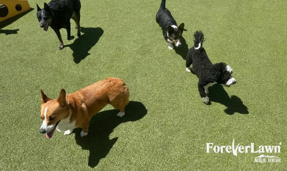 Top-rated residential landscaping for beautiful yards across Colorado Springs, CO - ForeverLawn Mile High