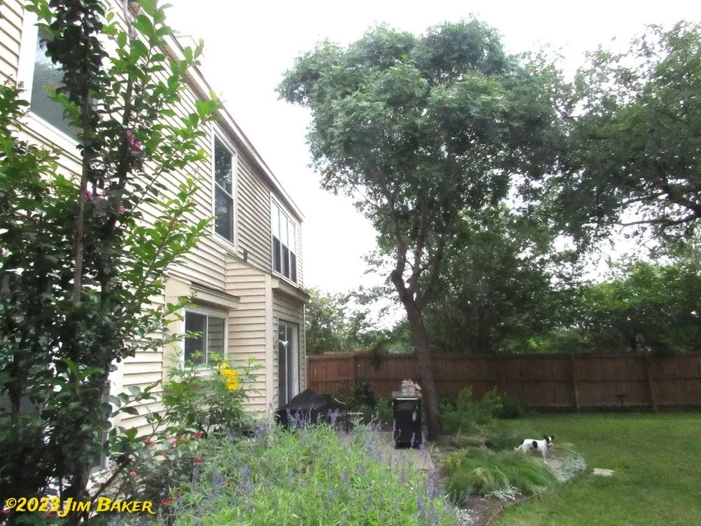 Custom landscape design in San Antonio, TX by Forged Tree Service