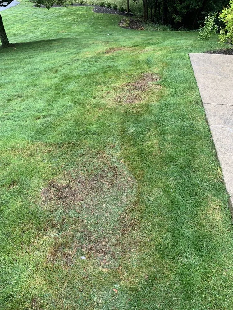 Local residential landscaping for beautiful yards across Scranton, PA - Forgione Lawn Service