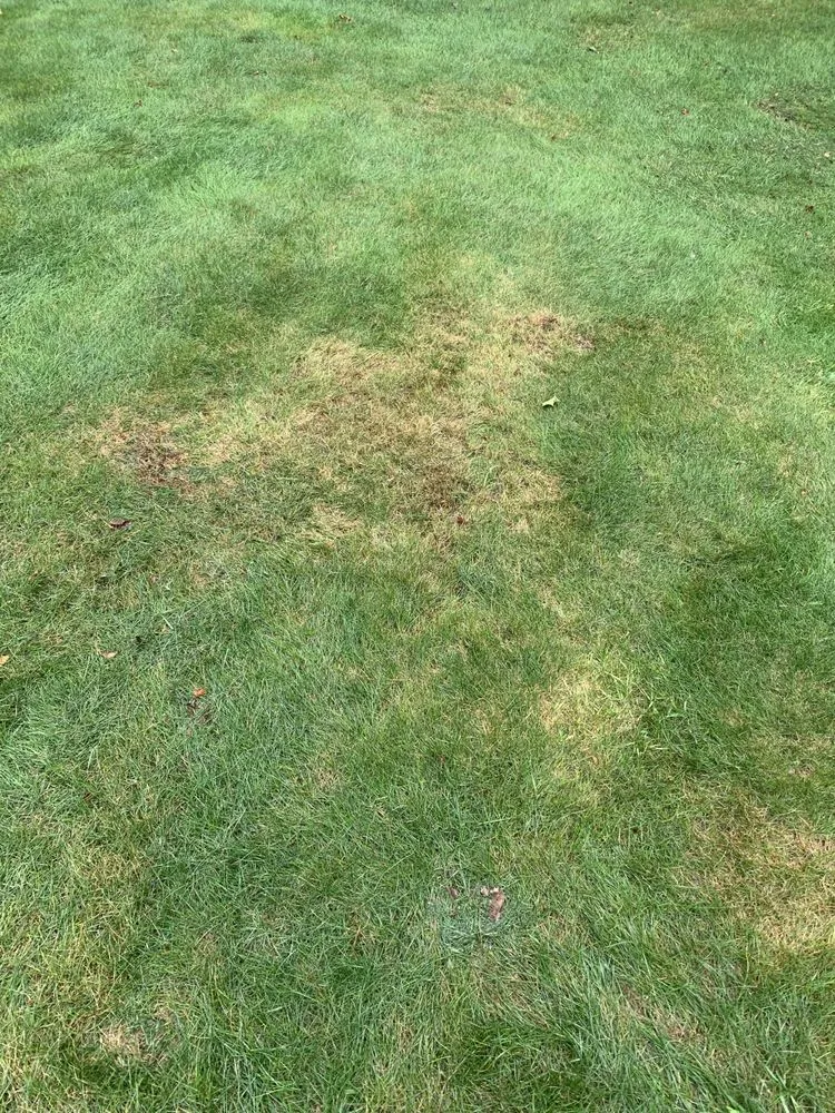 Custom yard cleanup service in Scranton, PA - Forgione Lawn Service