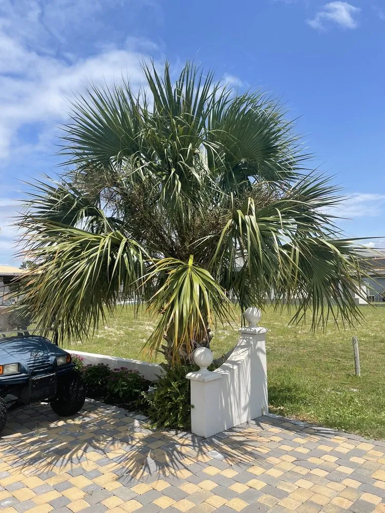 Affordable yard cleanup service in Port St. Joe, FL by Forgotten Palms