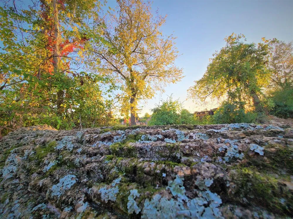 Custom residential landscaping experts serving Nashville, TN - Foriest Tree Care