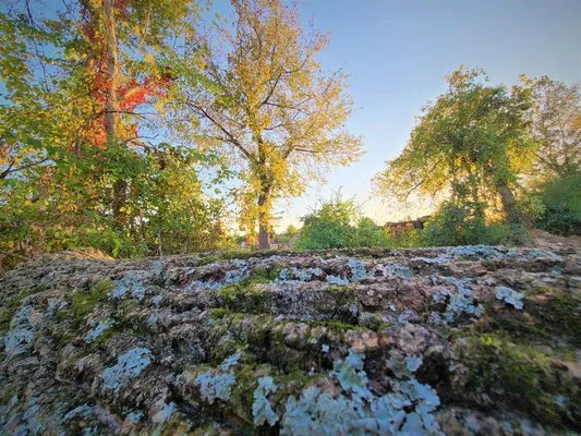 Foriest Tree Care Logo