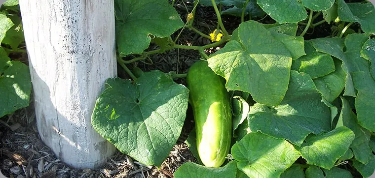 Affordable garden landscaping in Evansville, WI by Formecology