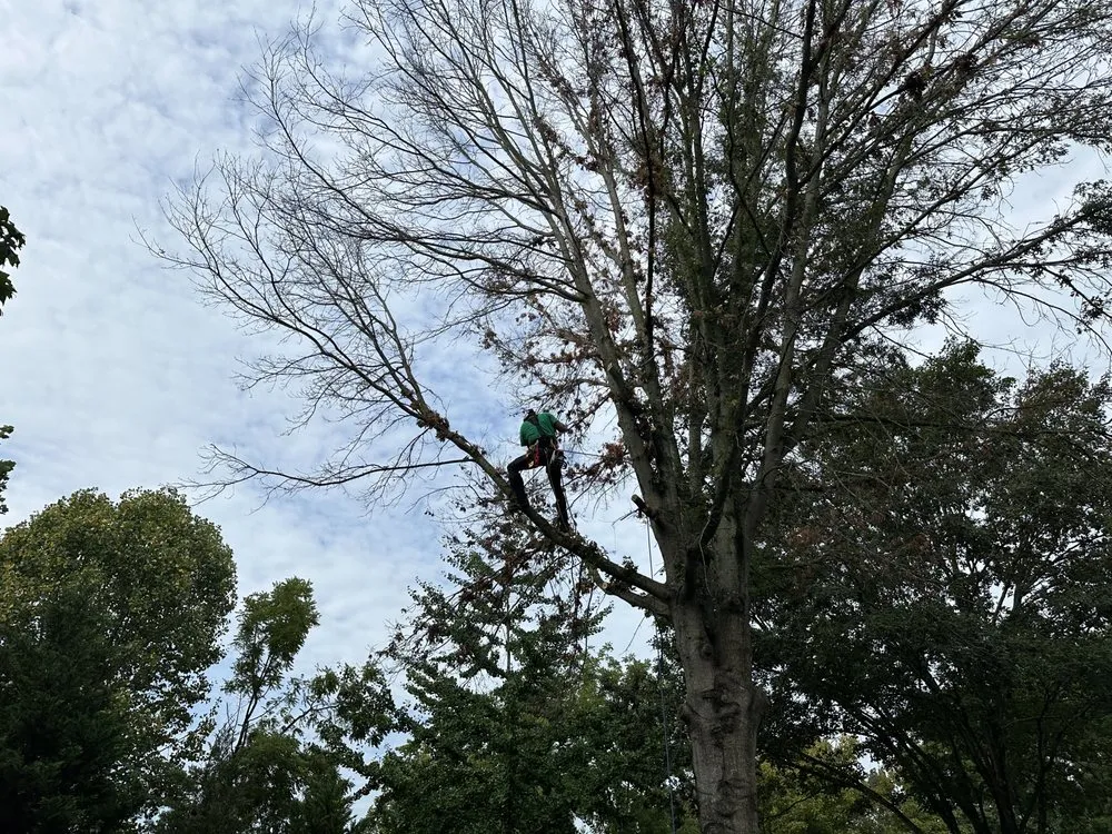 Expert landscaping services in Clarksville, TN by Forrester Tree Services