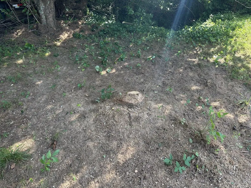 Trusted residential landscaping for outdoor upgrades across Clarksville, TN - Forrester Tree Services