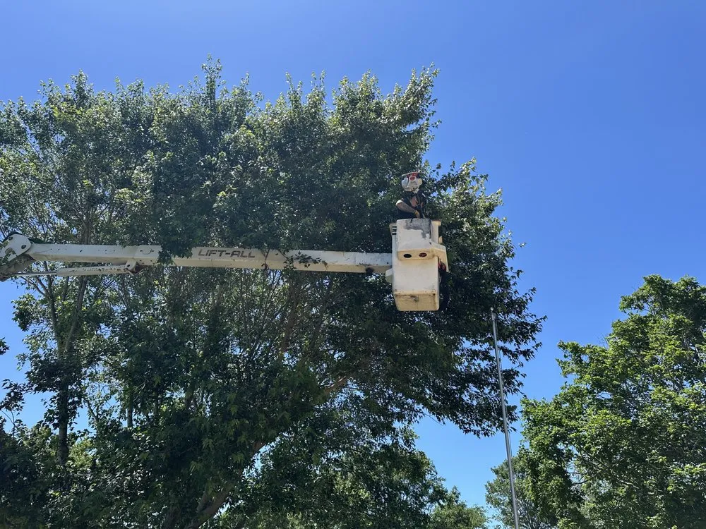 Trusted residential landscaping in Clarksville, TN - Forrester Tree Services