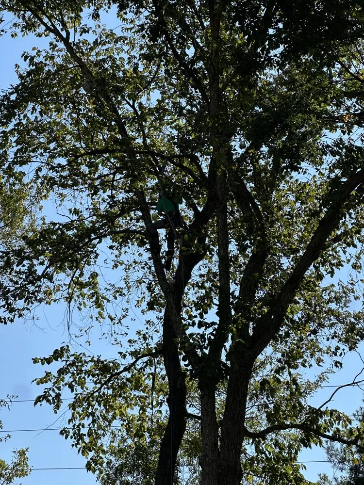 Reliable lawn mowing service in Clarksville, TN - Forrester Tree Services