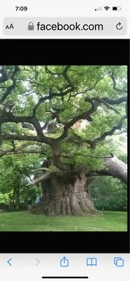 Forrester’s Quality Tree Experts Logo