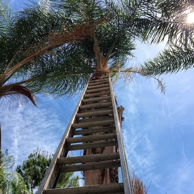 Local landscape design near you across Santa Clarita, CA - Forster's Landscape Maintenance