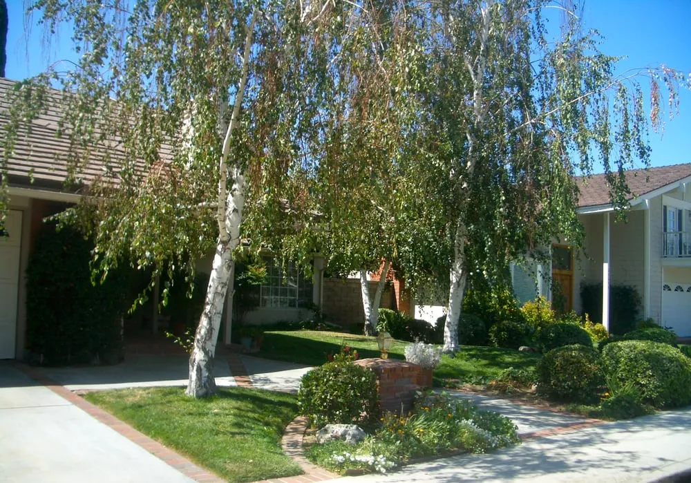 Top-rated yard cleanup service for year-round maintenance in Santa Clarita, CA by Forster's Landscape Maintenance