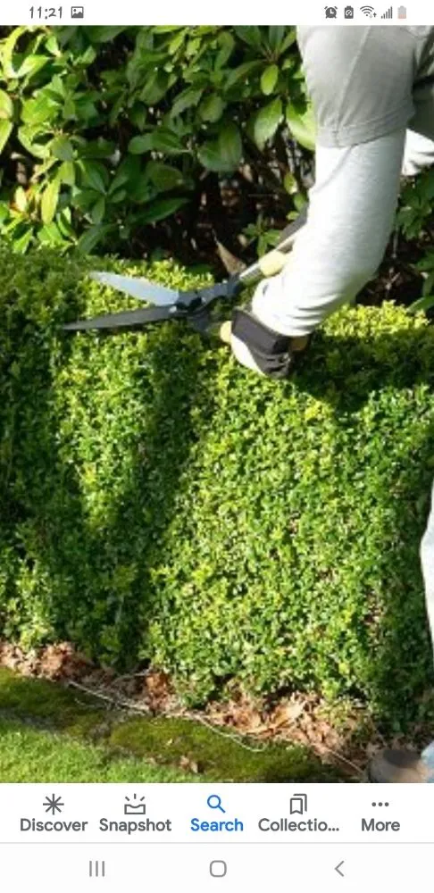 Top-rated lawn care service in Pine Plains, NY by Forsure Landscaping and pool service