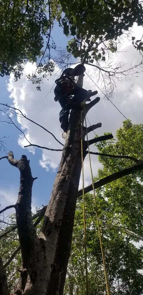 Professional landscape installation in Sugar Land, TX by Fort Bend Backyard