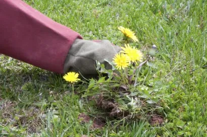 Top-rated yard maintenance for homes in Fort Collins, CO by Fort Collins Lawn & Garden