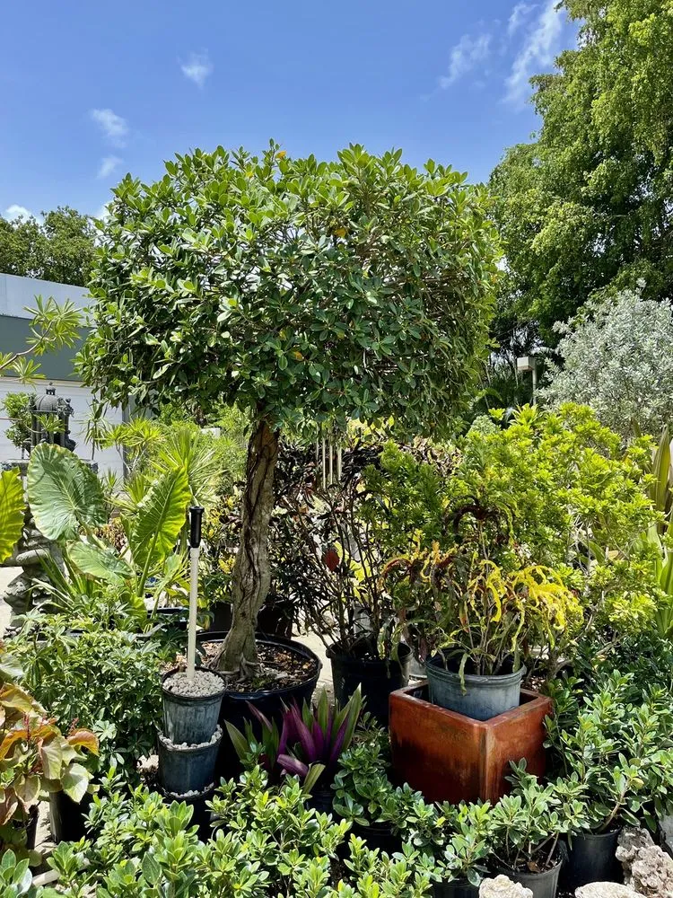 Expert yard maintenance in Fort Lauderdale, FL by Fort Lauderdale Landscaping