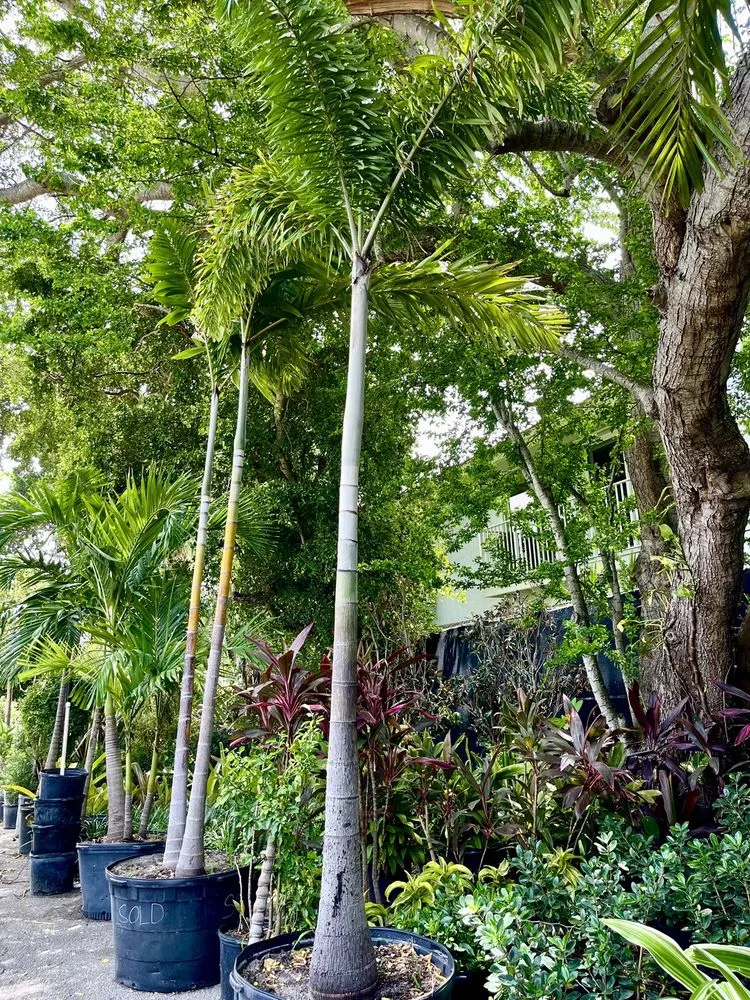 Top-rated landscape installation in Fort Lauderdale, FL by Fort Lauderdale Landscaping